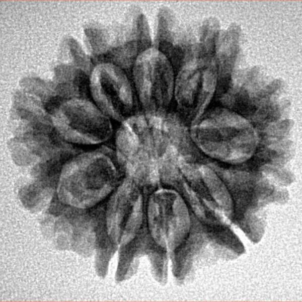 9 Mukhi Rudraksha 24.2mm 3.52gm - Inverse xray