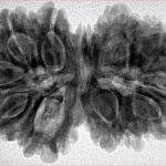 14 Mk Gaurishankar 36.1mm 7.73gm - Inverse xray