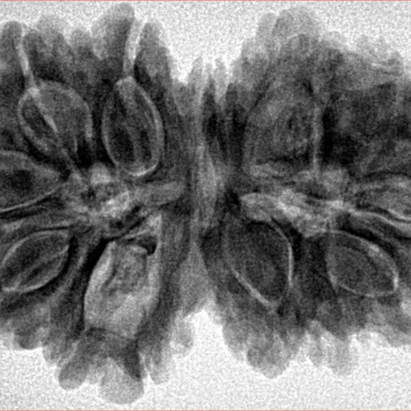 14 Mk Gaurishankar 36.1mm 7.73gm - Inverse xray