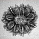 11 Mukhi Rudraksha 24mm 2.94gm - Inverse xray