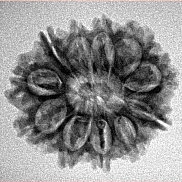 11 Mukhi Rudraksha 24mm 2.94gm - Inverse xray