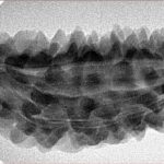 1 Mukhi Rudraksha 50.5mm 6.34gm - Inverse xray