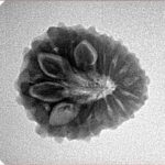 14 Mukhi Rudraksha 20.3mm 2.57gm - Inverse xray