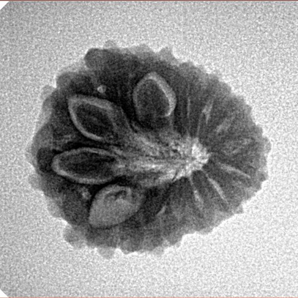 14 Mukhi Rudraksha 20.3mm 2.57gm - Inverse xray