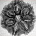 7 Mukhi Rudraksha 26mm 5.98gm - Inverse xray