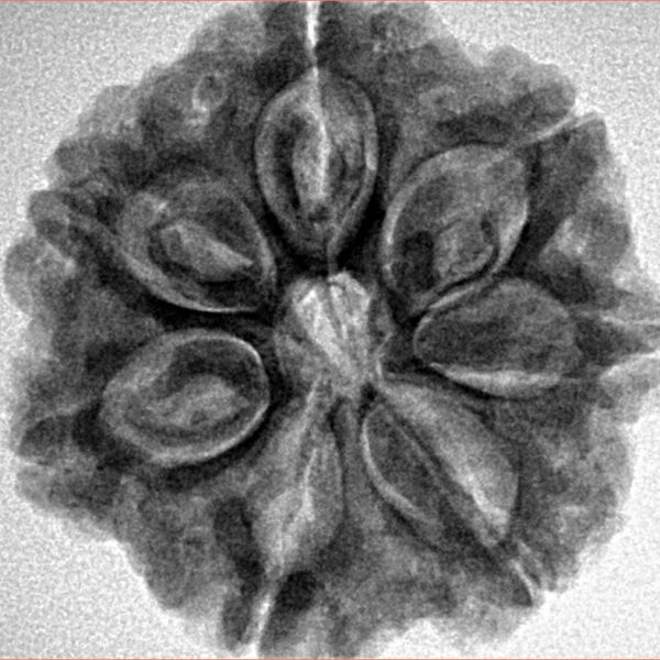 7 Mukhi Rudraksha 26mm 5.98gm - Inverse xray