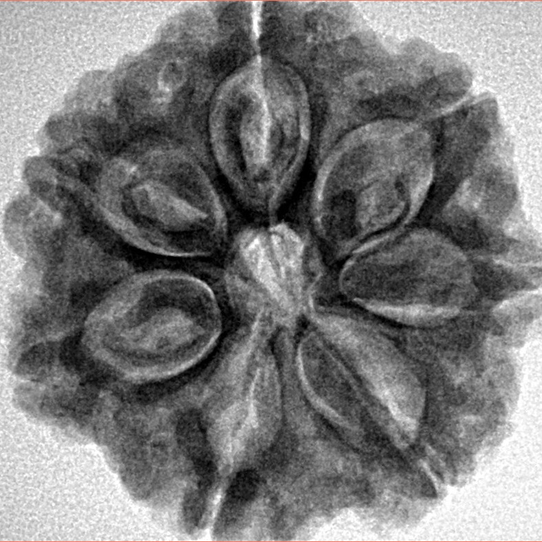 7 Mukhi Rudraksha 26mm 5.98gm - Inverse xray