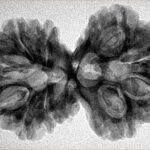 10 Mk G.S & Ganesh 35.4mm 5.48gm - Inverse xray