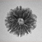 8 Mukhi Rudraksha 19.3mm 2.43gm - Inverse xray