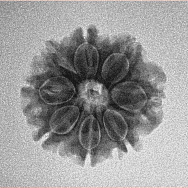 8 Mukhi Rudraksha 19.3mm 2.43gm - Inverse xray