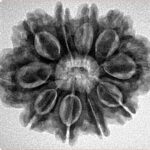 10 Mukhi Rudraksha 27.2mm 4.9gm - Inverse xray
