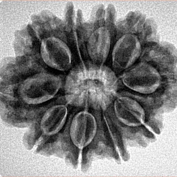 10 Mukhi Rudraksha 27.2mm 4.9gm - Inverse xray