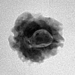 1 Mukhi Rudraksha 17.3mm 1.56gm - Inverse xray