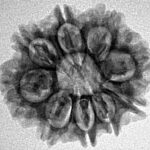 9 Mukhi Rudraksha 23.7mm 3.27gm - Inverse xray