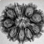 10 Mukhi Rudraksha 24.5mm 3.29gm - Inverse xray