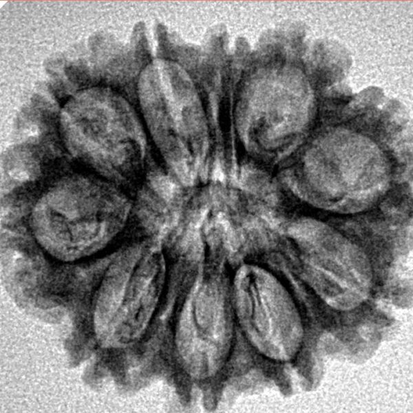 10 Mukhi Rudraksha 24.5mm 3.29gm - Inverse xray