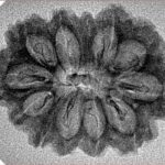 12 Mukhi Rudraksha 29.7mm 2.33gm - Inverse xray
