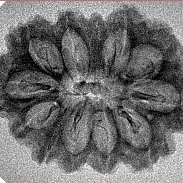 12 Mukhi Rudraksha 29.7mm 2.33gm - Inverse xray