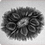 15 Mukhi Rudraksha 25.4mm 4.18gm - Inverse xray