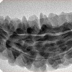 1 Mukhi Rudraksha 44.5mm 5.29gm - Inverse xray