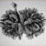 11 Mukhi G.S & Ganesh 25.7mm 2.8gm - Inverse xray