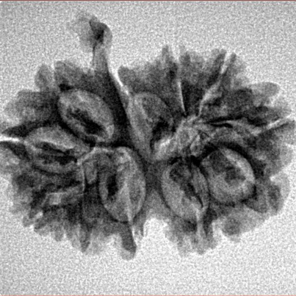 11 Mukhi G.S & Ganesh 25.7mm 2.8gm - Inverse xray