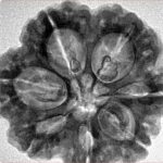 7 Mukhi Rudraksha 28.5mm 6.84gm - Inverse xray