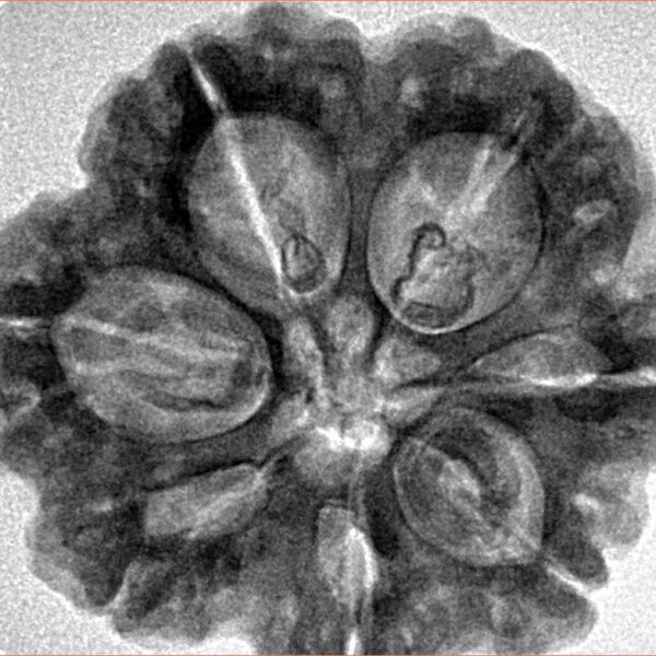 7 Mukhi Rudraksha 28.5mm 6.84gm - Inverse xray