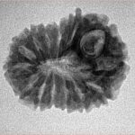 14 Mukhi Rudraksha 23.6mm 2.78gm - Inverse xray