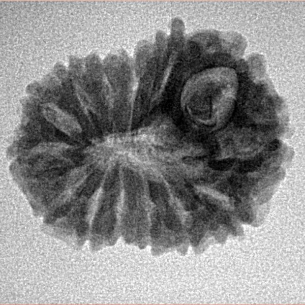 14 Mukhi Rudraksha 23.6mm 2.78gm - Inverse xray