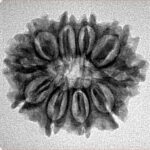 10 Mukhi Rudraksha 24.4mm 3.25gm - Inverse xray
