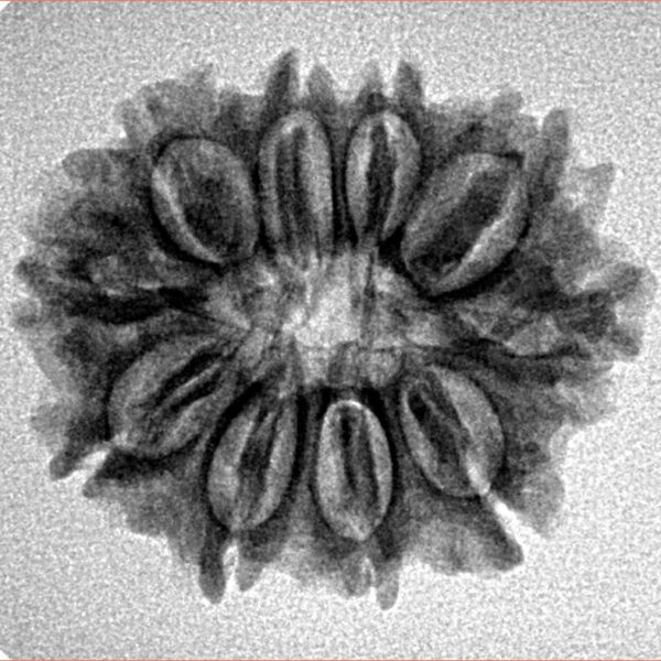 10 Mukhi Rudraksha 24.4mm 3.25gm - Inverse xray