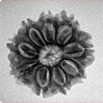 9 Mukhi Rudraksha 22mm 3gm - Inverse xray