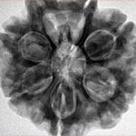7 Mukhi Rudraksha 28.3mm 7.68gm - Inverse xray