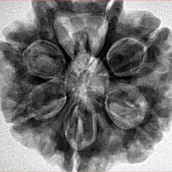 7 Mukhi Rudraksha 28.3mm 7.68gm - Inverse xray