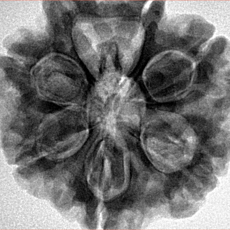 7 Mukhi Rudraksha 28.3mm 7.68gm - Inverse xray
