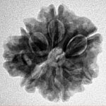 Sawar/Ganesh (6+1) 22.2mm 3.35gm - Inverse xray