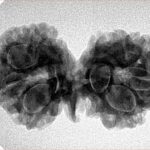 8 Mukhi G.S & Ganesh 32.1mm 4.67gm - Inverse xray