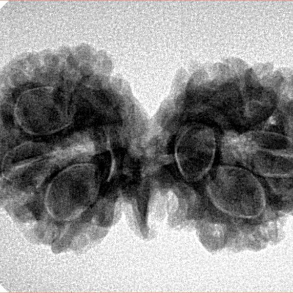 8 Mukhi G.S & Ganesh 32.1mm 4.67gm - Inverse xray