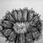 14 Mukhi Rudraksha 27.2mm 3.3gm - Inverse xray