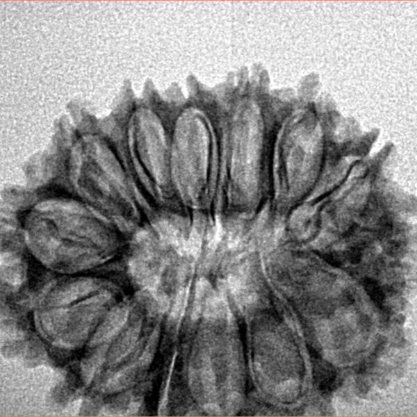14 Mukhi Rudraksha 27.2mm 3.3gm - Inverse xray