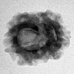 2 Mukhi Rudraksha 21.4mm 2.24gm - Inverse xray
