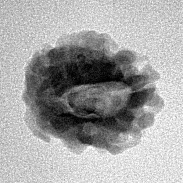 1 Mukhi Rudraksha 17.7mm 1.57gm - Inverse xray
