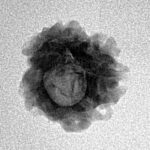1 Mukhi Rudraksha 17.9mm 1.48gm - Inverse xray