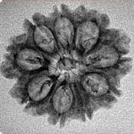 9 Mukhi Rudraksha 24mm 1.98gm - Inverse xray