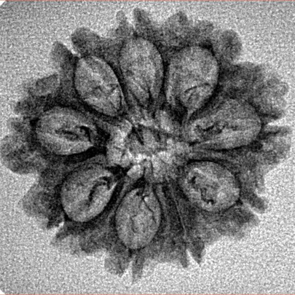 9 Mukhi Rudraksha 24mm 1.98gm - Inverse xray