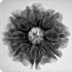 8 Mukhi Rudraksha 23.8mm 4.56gm - Inverse xray
