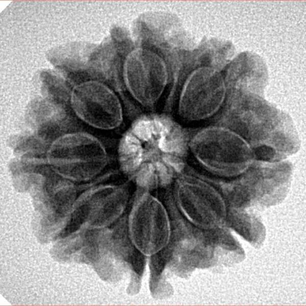 8 Mukhi Rudraksha 23.8mm 4.56gm - Inverse xray