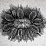 12 Mukhi Rudraksha 27.5mm 3.91gm - Inverse xray