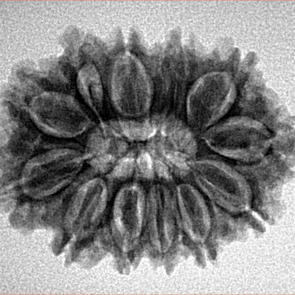 12 Mukhi Rudraksha 27.5mm 3.91gm - Inverse xray